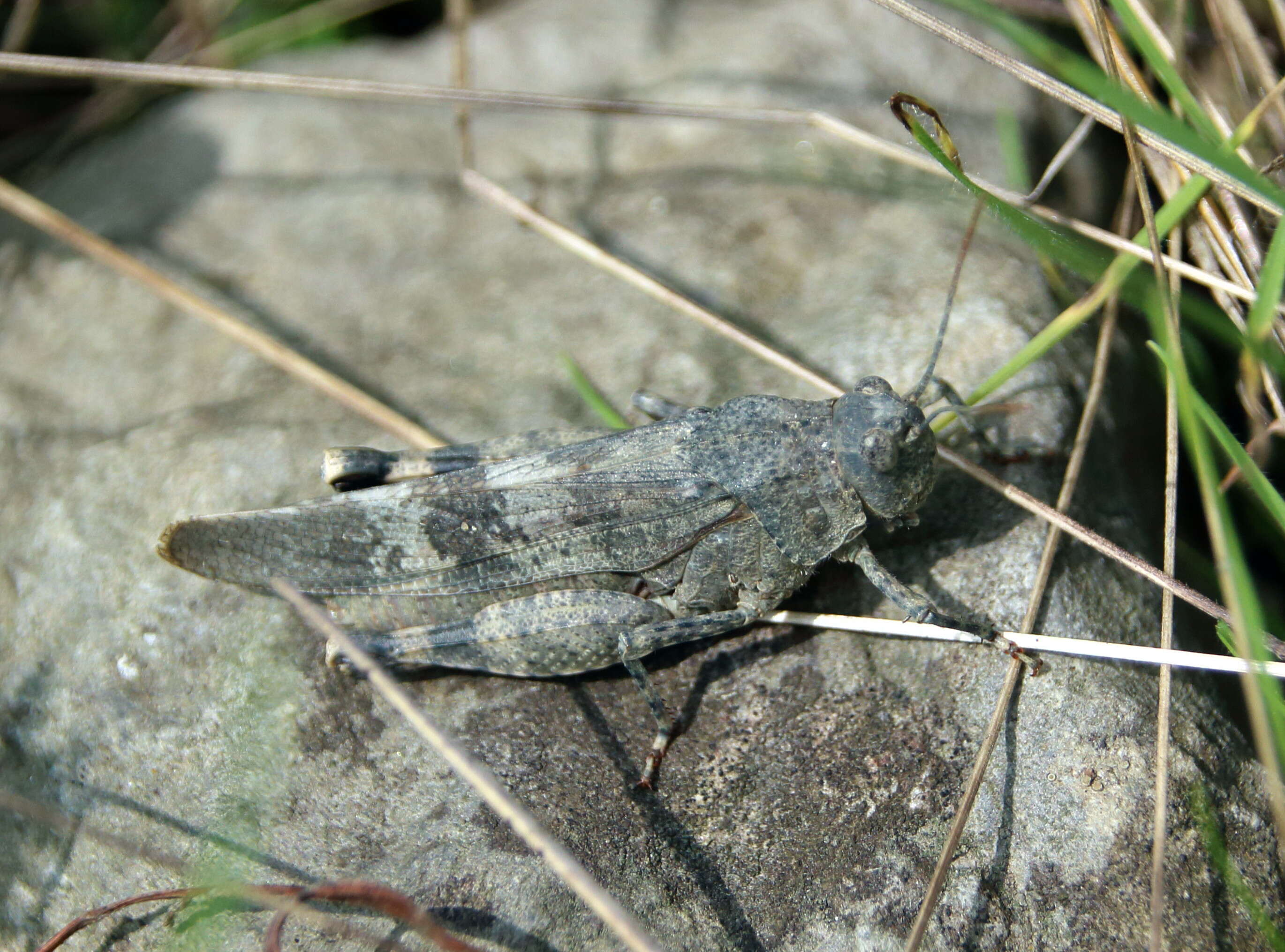 Image of red-winged grasshopper