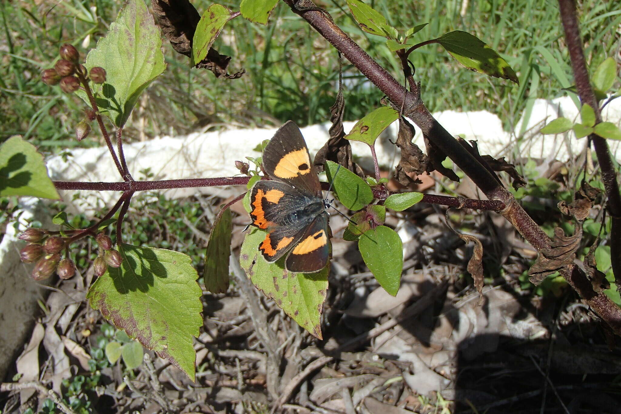 Imagem de Pseudalmenus chlorinda (Blanchard 1848)