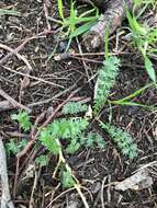 Image of Acaena echinata Nees