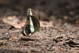 Image of Papilio demolion Cramer (1776)