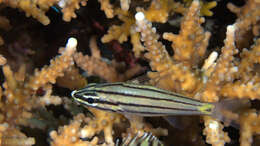 Image of Five-lined cardinalfish