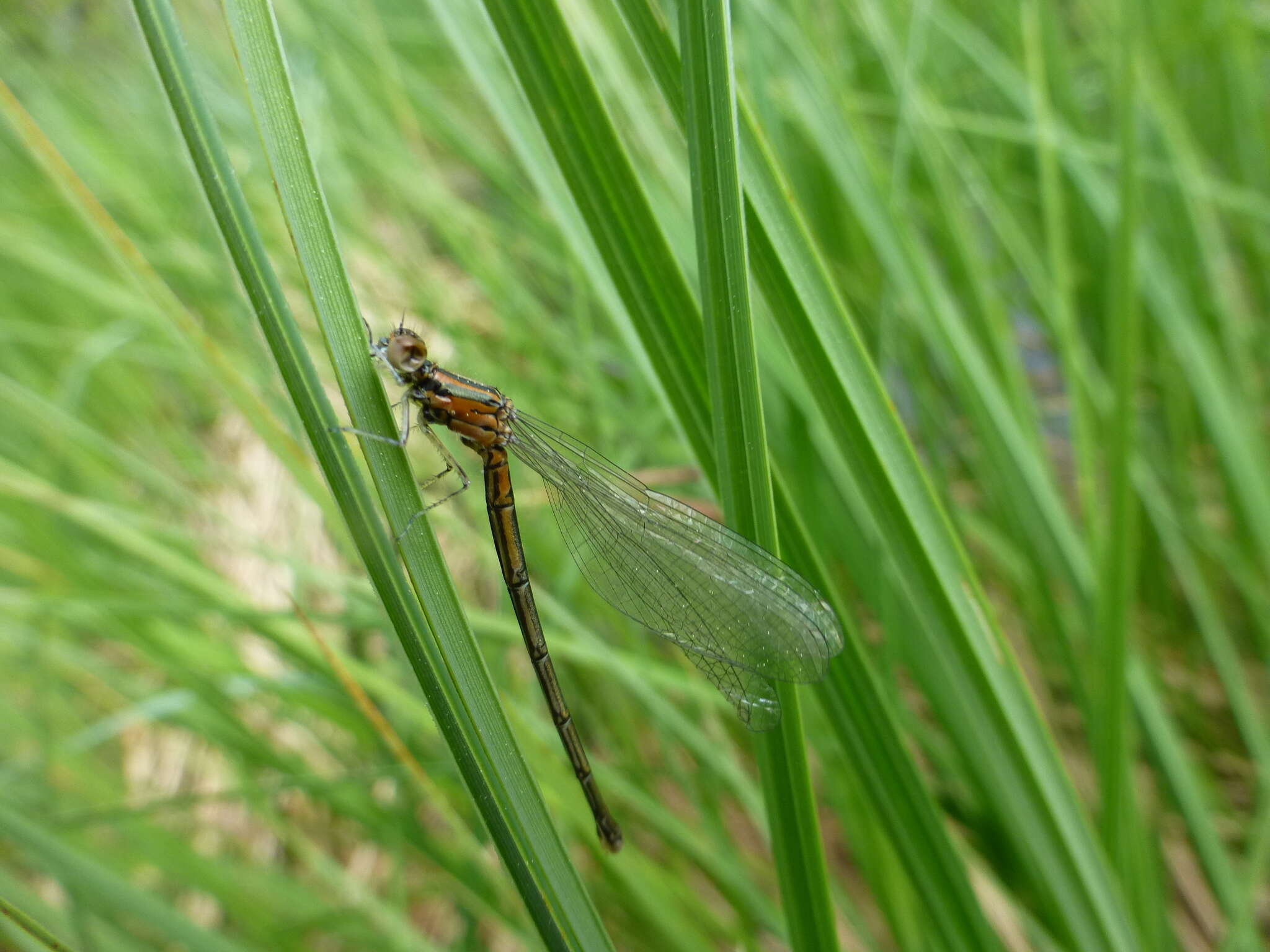 Plancia ëd Coenagrion johanssoni (Wallengren 1894)