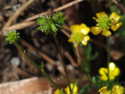 Ranunculus cornutus var. scandicinus (Boiss.) Ziffer-Berger & Leschner的圖片