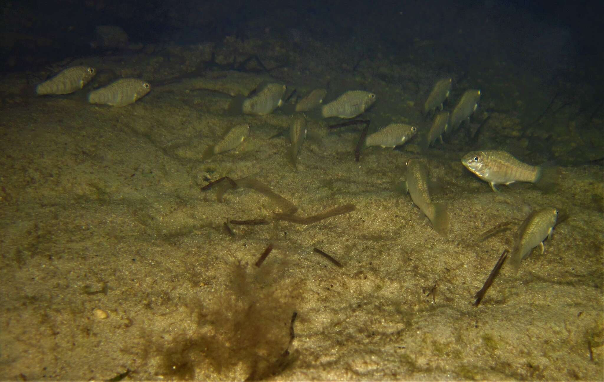 Image of Goldspotted killifish