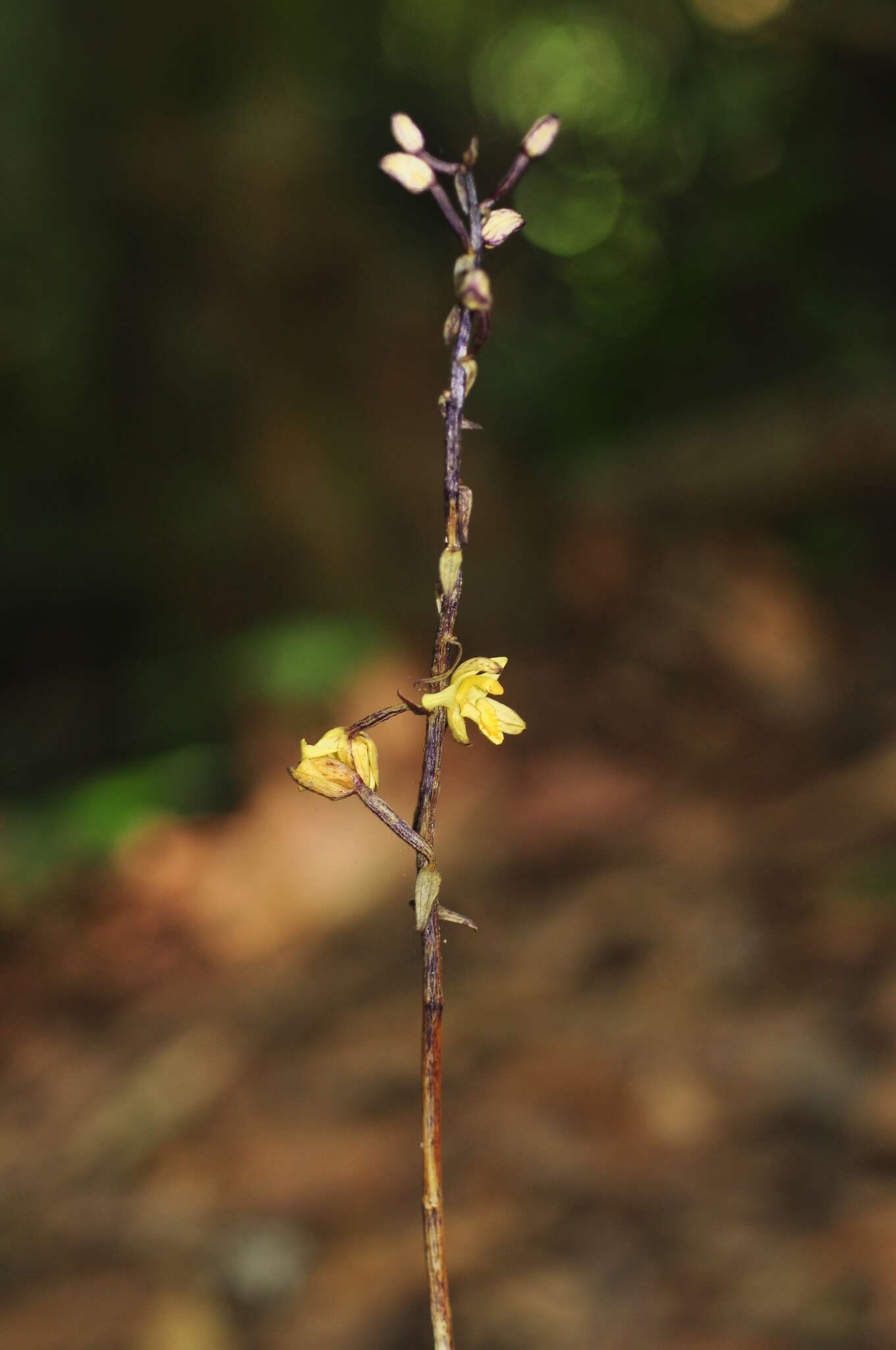 Image of Aphyllorchis montana Rchb. fil.