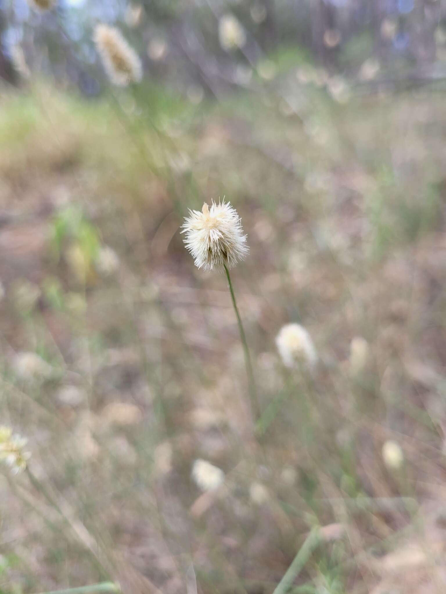 Image of Enneapogon lindleyanus (Domin) C. E. Hubb.