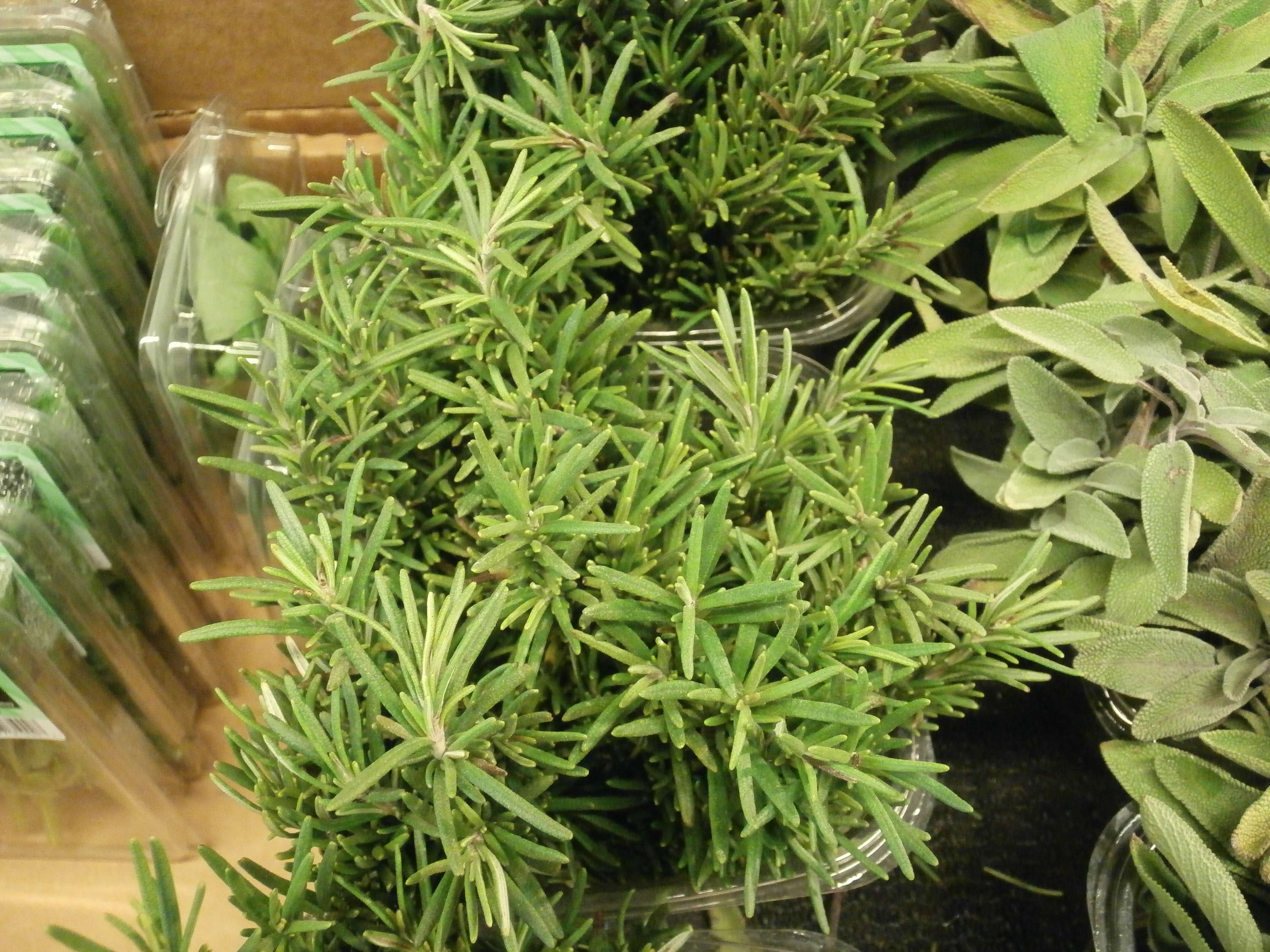 Image of Rosemary