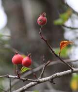 Image de Crataegus rosei Eggleston