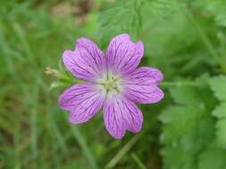 Image of <i>Geranium oxonianum</i>