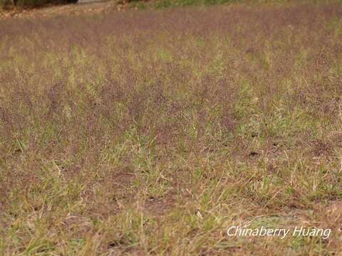 Image of Eragrostis ferruginea (Thunb.) P. Beauv.