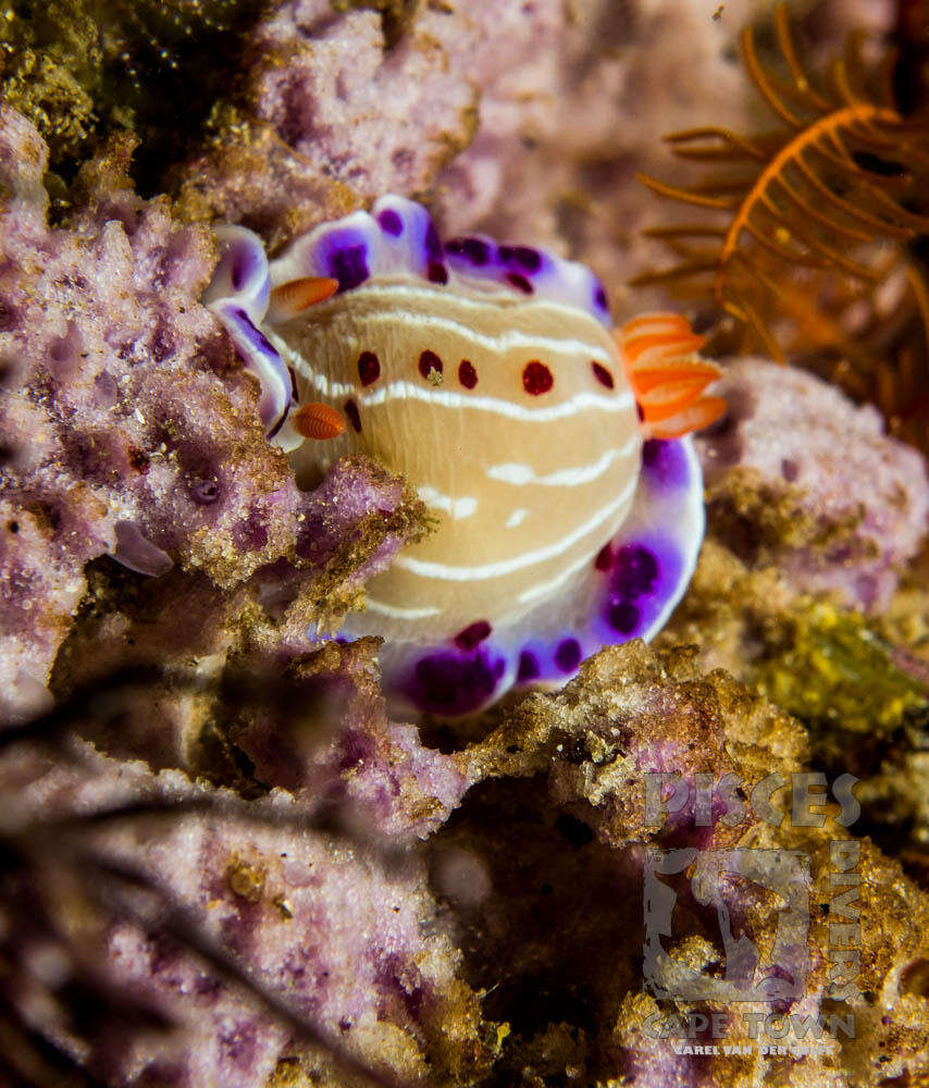 Image of Cape dorid