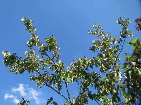 Imagem de Cornus sanguinea L.