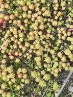 Image of Sedum lydium Boiss.