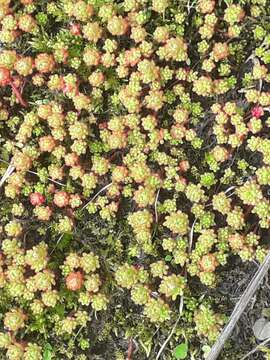 Image de Sedum lydium Boiss.