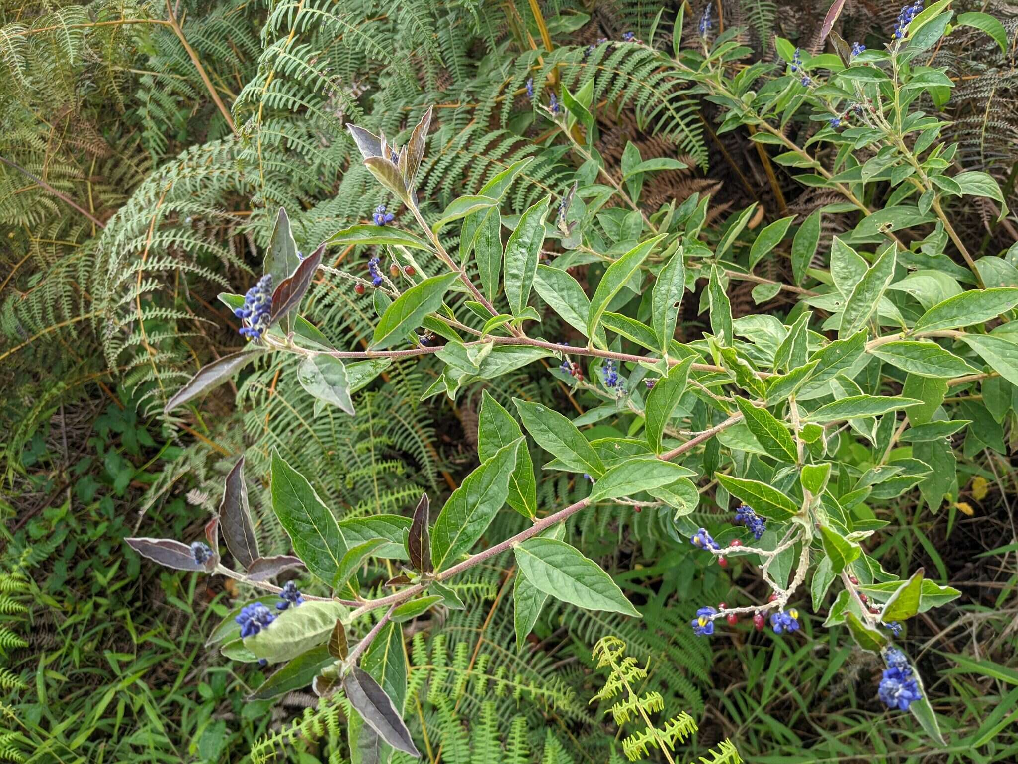 Image of Monnina santamartensis Ferreyra