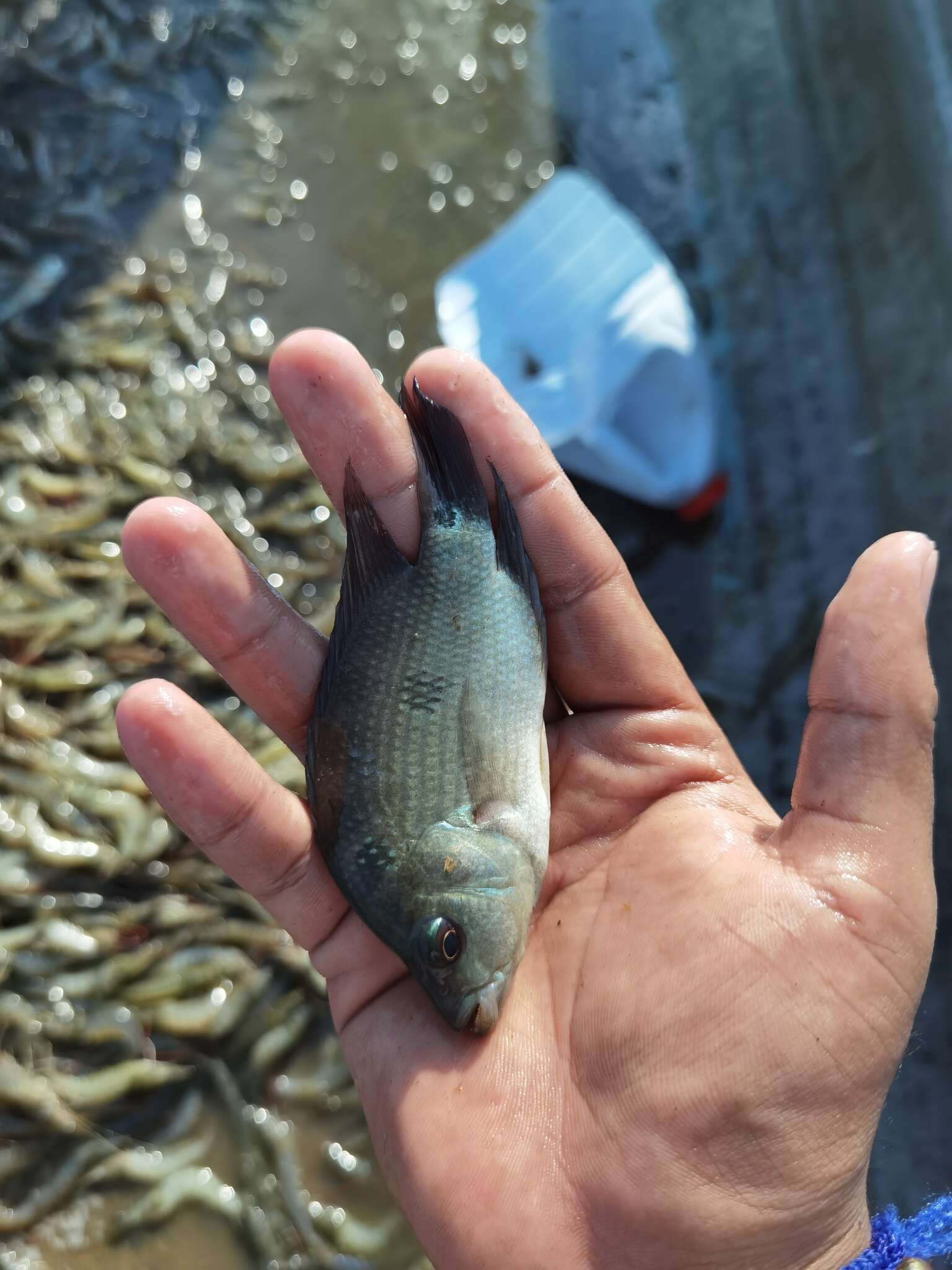 Cichlasoma trimaculatum (Günther 1867) resmi