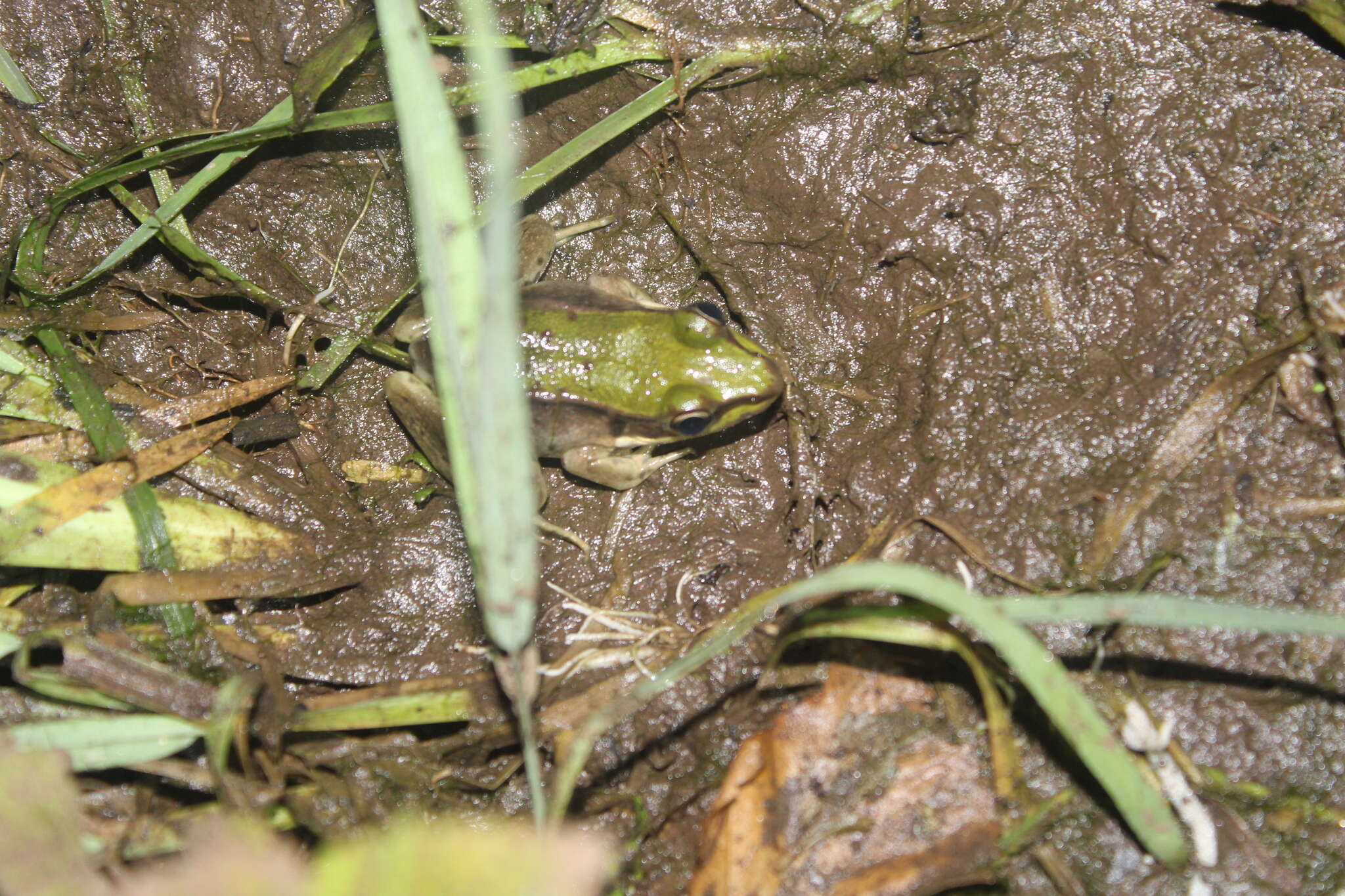 Image of Lithobates bwana (Hillis & de Sá 1988)