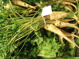 Image of wild parsnip