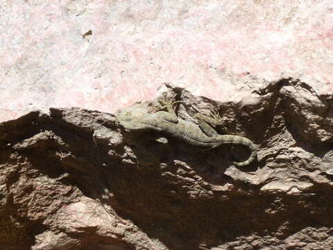 Image of Fan-fingered gecko