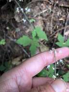 Image of Tiarella trifoliata var. trifoliata