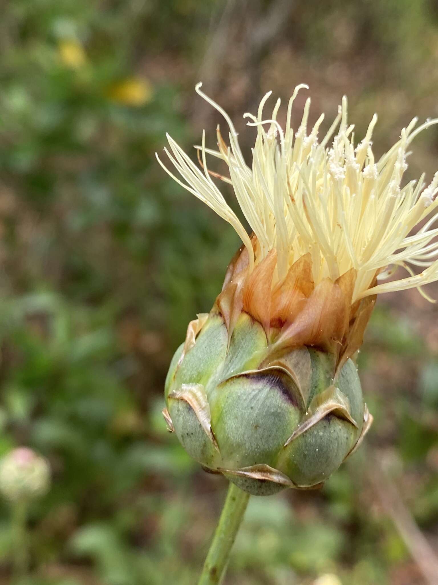 Sivun Rhaponticoides africana (Lam.) M. V. Agab. & Greuter kuva