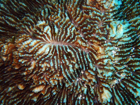 Image of dome coral