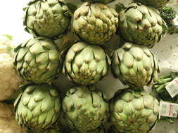 Image of cardoon