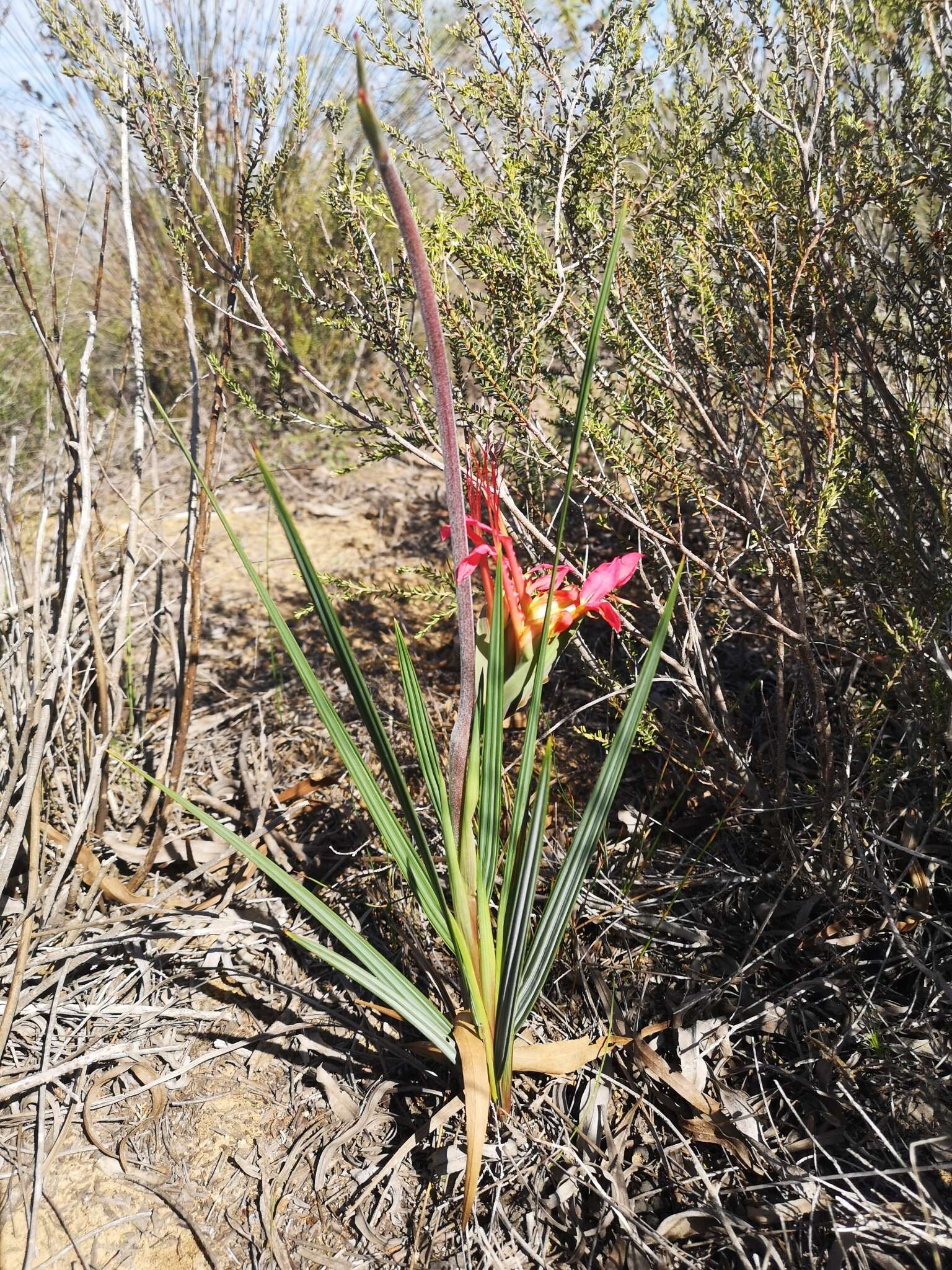 Image de Babiana ringens subsp. ringens