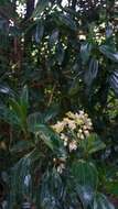 Miconia crocea (Desroussraux) Naud.的圖片