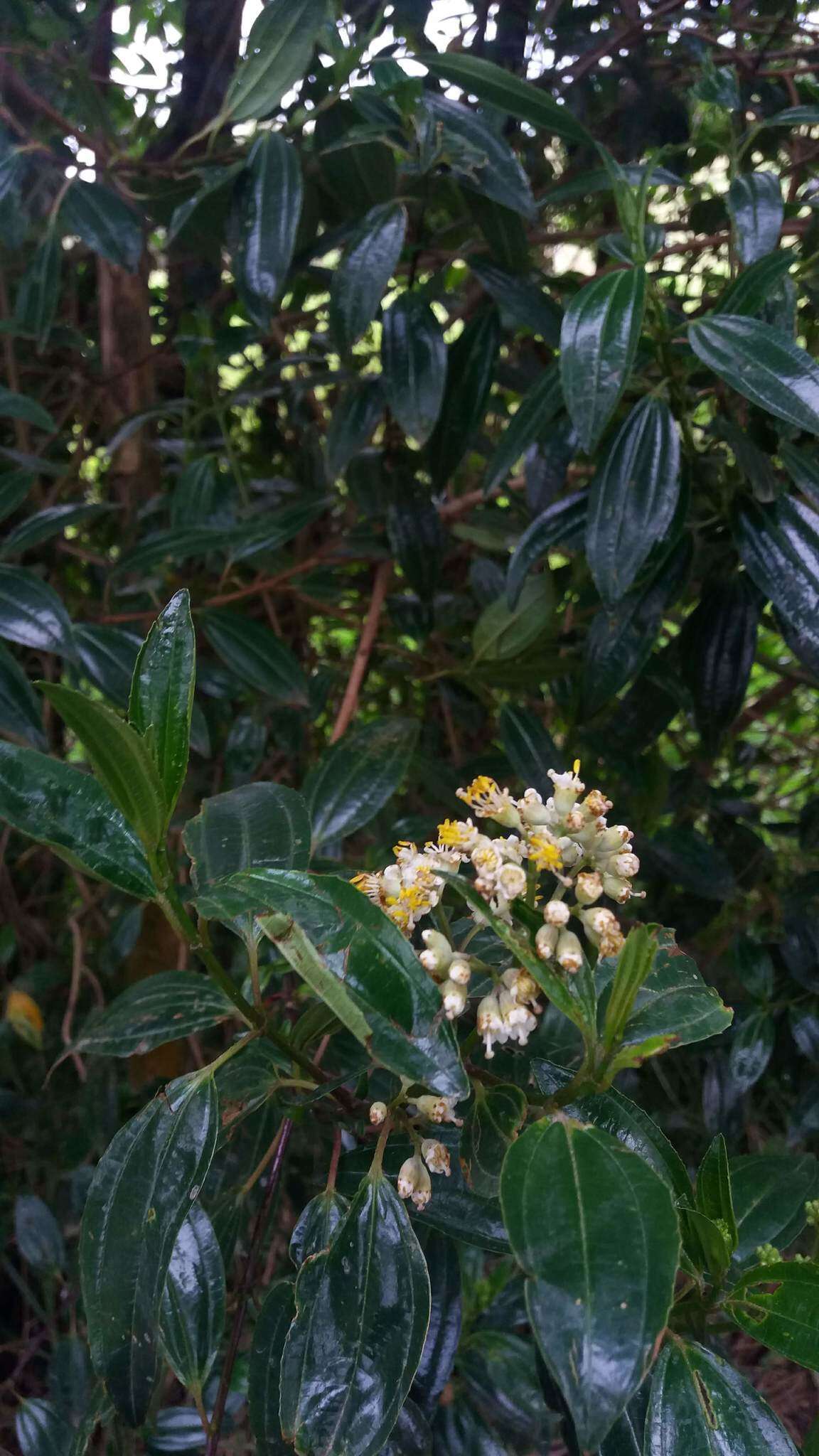 Miconia crocea (Desroussraux) Naud.的圖片