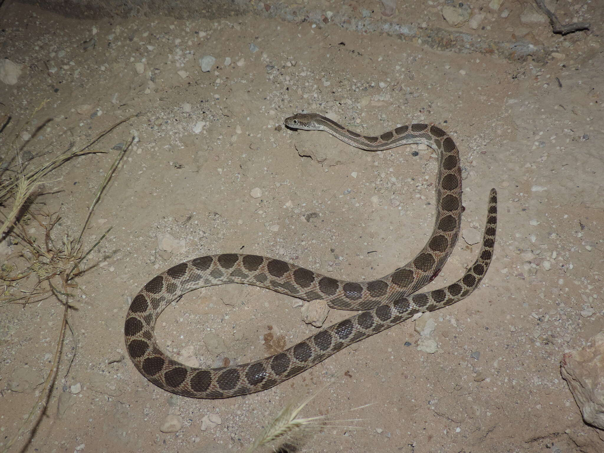 Image of Werner's Diadem Snake