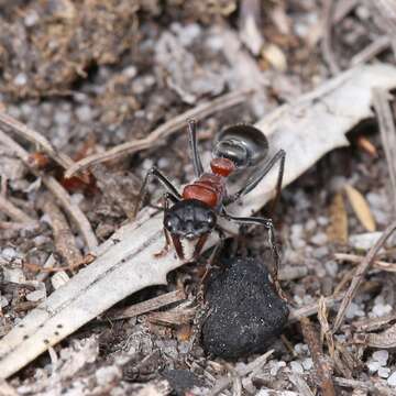 Image of Myrmecia ludlowi Crawley 1922