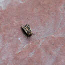 Image of Yellow-collared Dart Moth