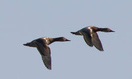 Image of Canvasback