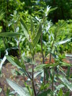 Image of Michaelmas daisy