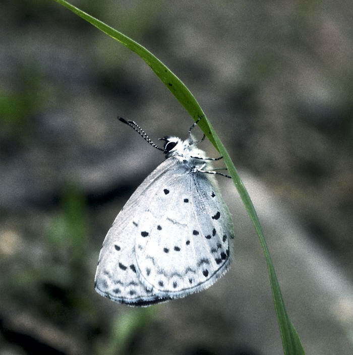 Image of Celastrina sugitanii (Matsumura 1927)