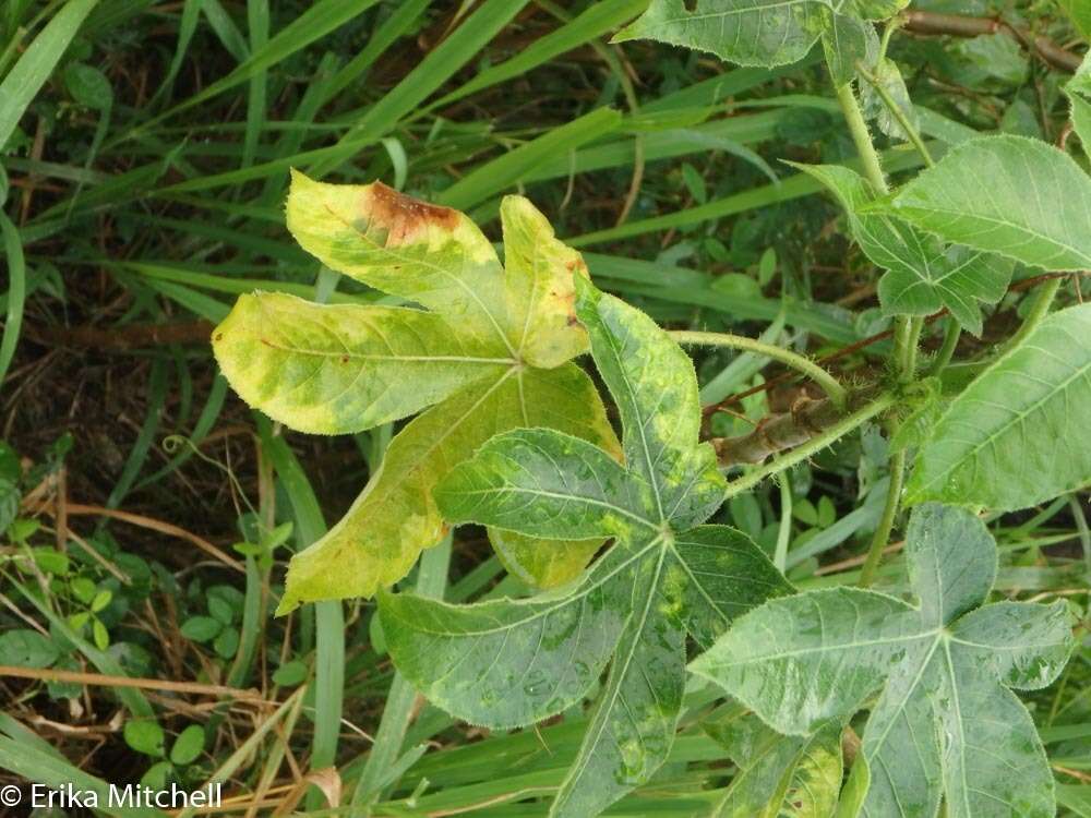 Image of bellyache bush