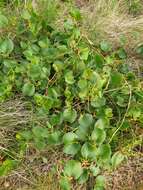 Image of Muehlenbeckia adpressa (Labill.) Meisn.