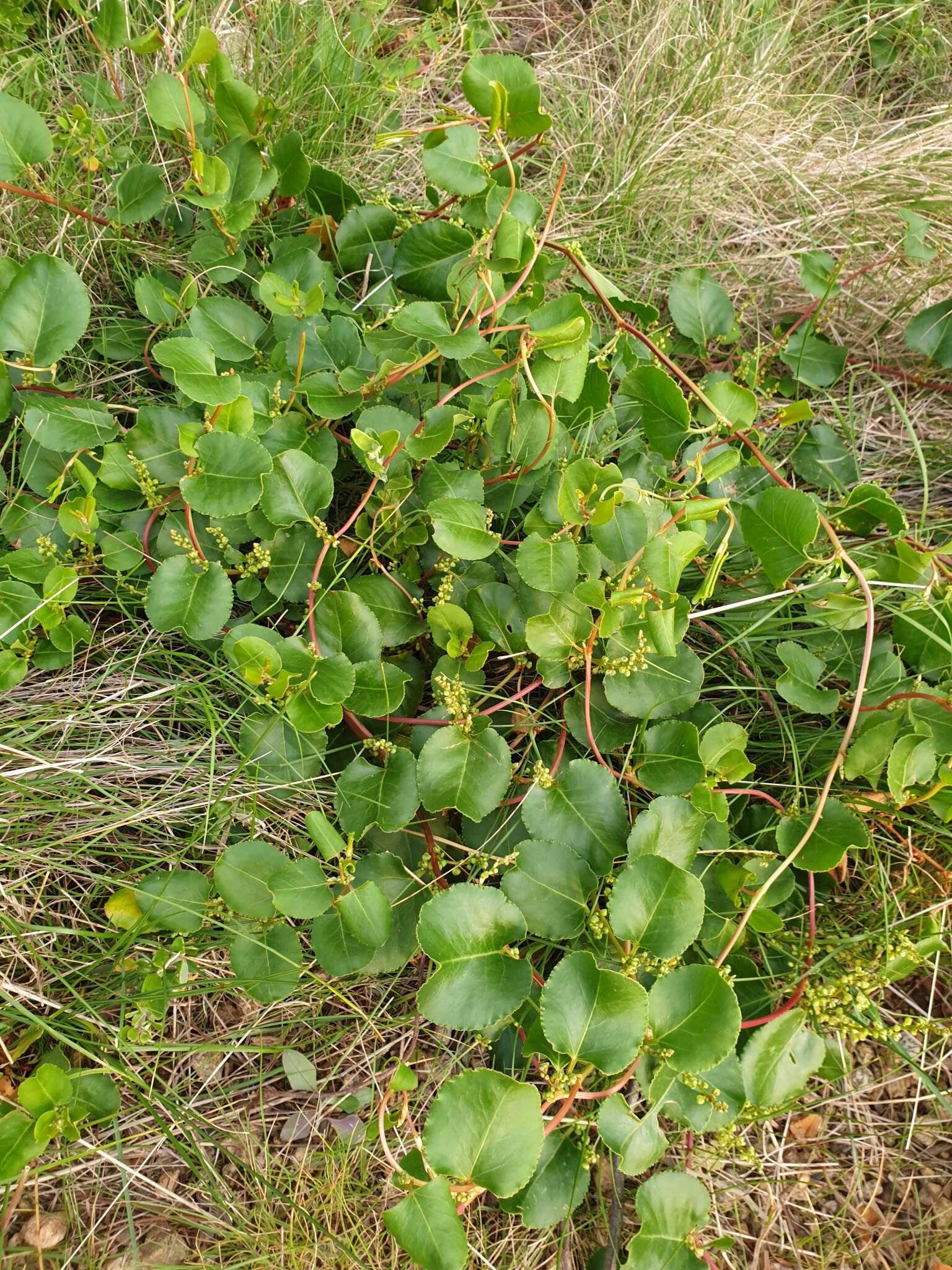 Image of Muehlenbeckia adpressa (Labill.) Meisn.