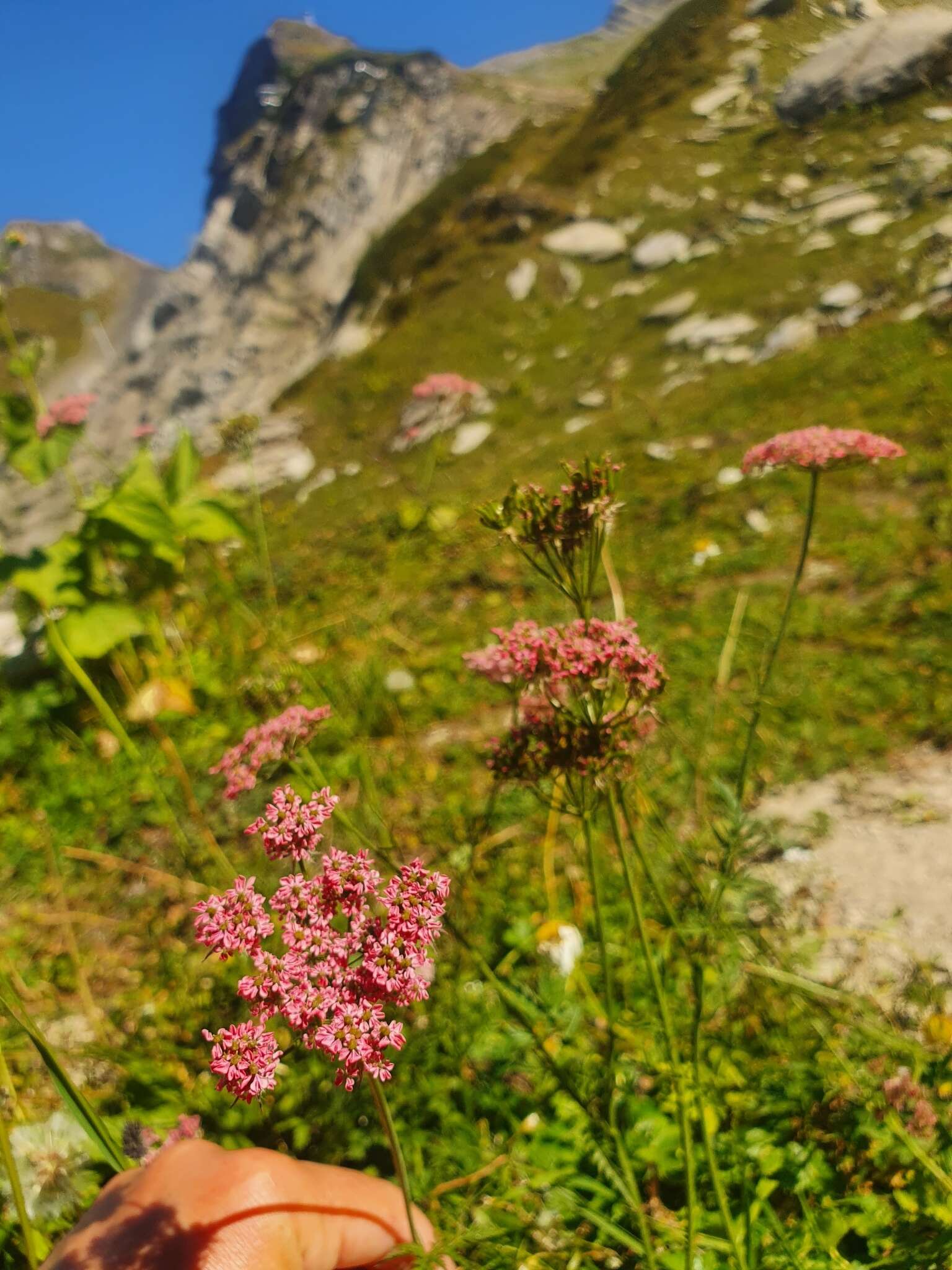 Imagem de Chaerophyllum rubellum Albov