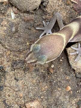 Image of Desert Banded Gecko