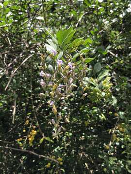 Duranta mutisii L. fil. resmi