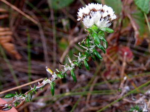 Image of Spreading Blombush