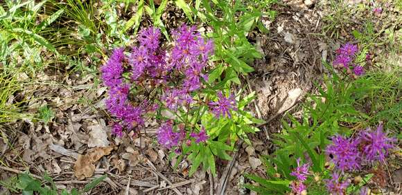 صورة Vernonia texana (A. Gray) Small