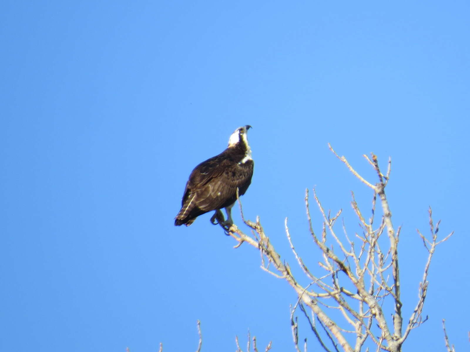 Image of ospreys