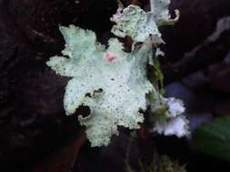 Image of Varied Rag Lichen