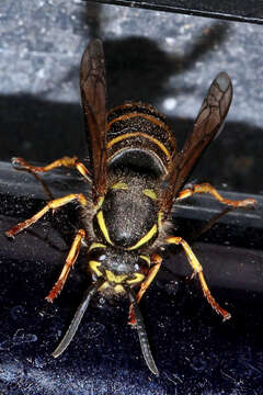 Image of Alaska Yellowjacket