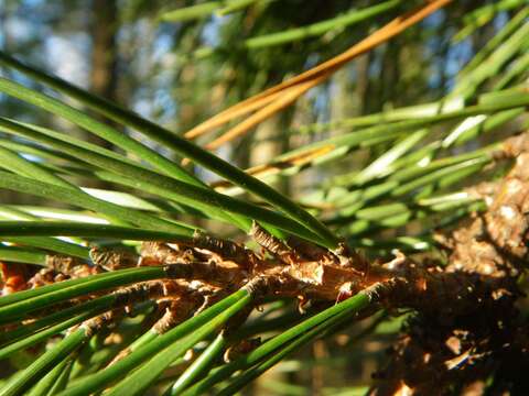 Image of Hickory Pine