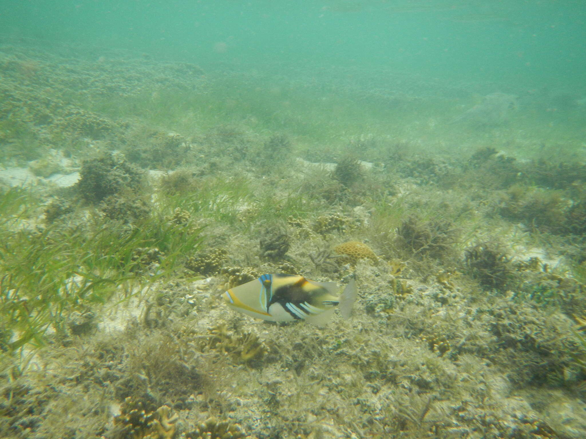 Image of Lagoon triggerfish