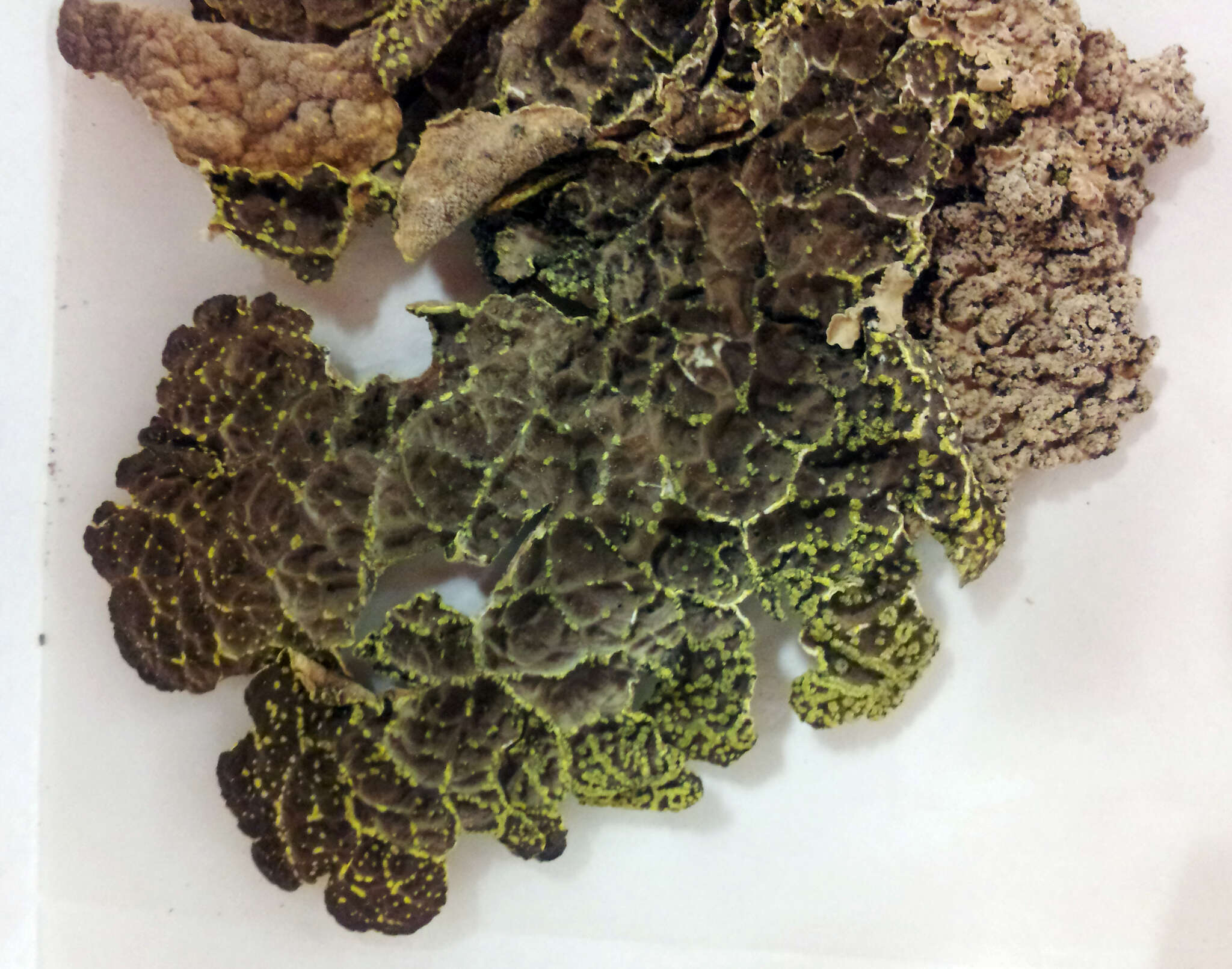 Image of Yellow specklebelly lichen